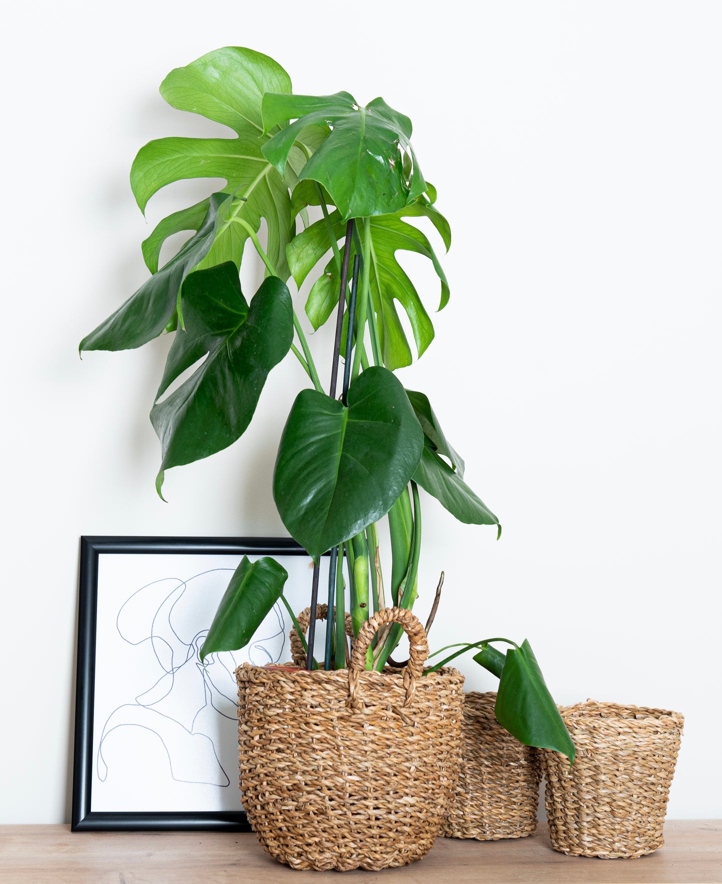 Monstera Deliciosa (Deve Tabanı)