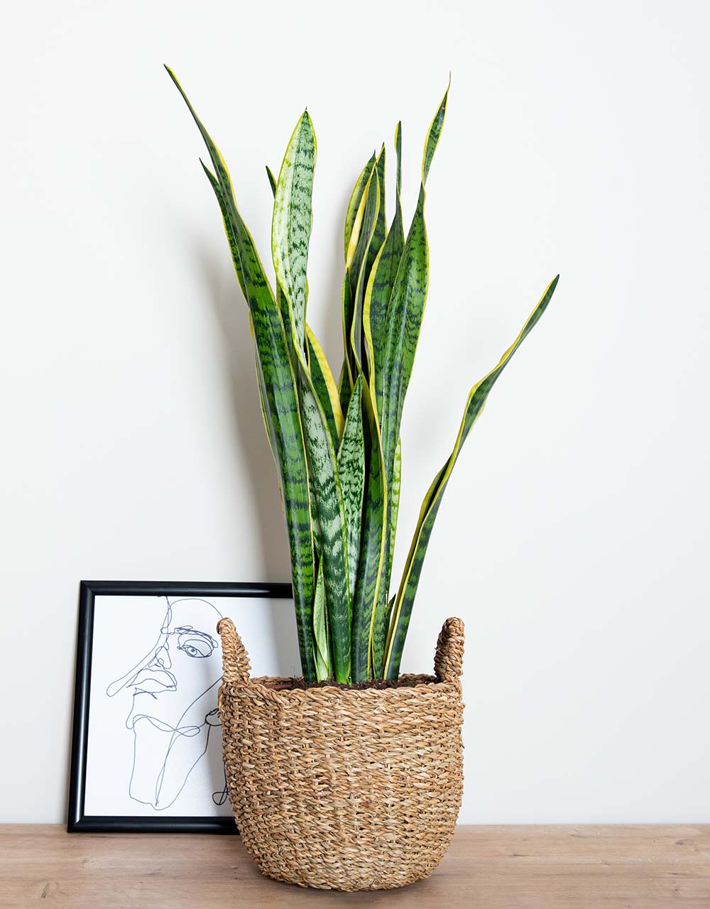 paşa kılıcı sansevieria Sansevieria Trifasciata (Paşa Kılıcı)