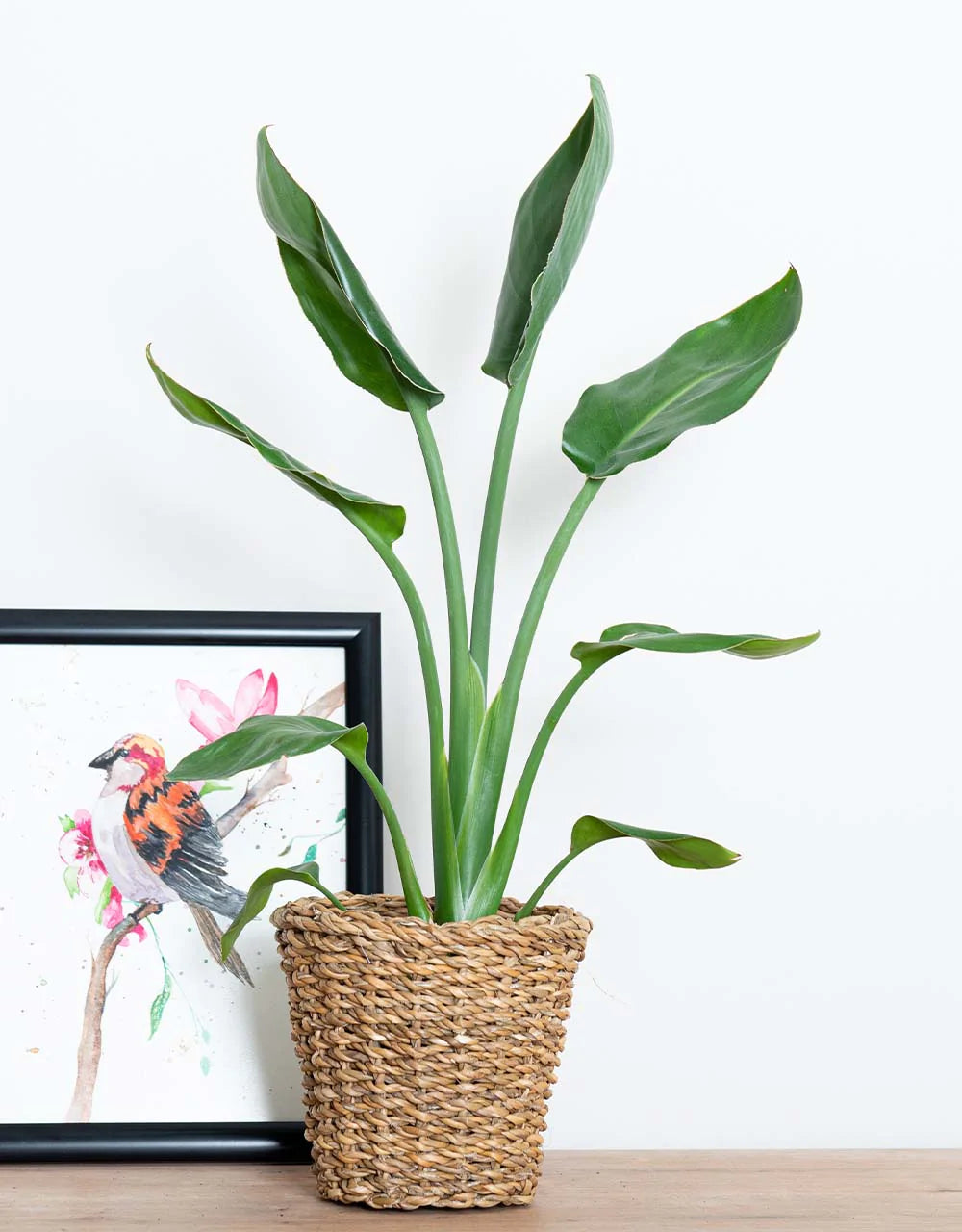 Strelitzia Nicolai (Starliçe)