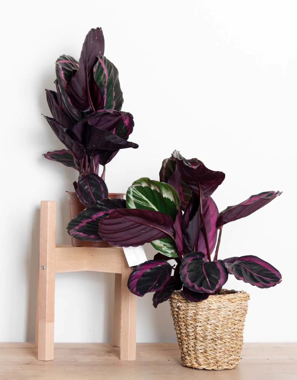 Calathea Roseopicta (Dua Çiçeği)