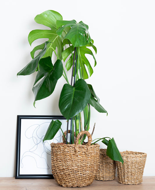 Monstera Deliciosa (Deve Tabanı)