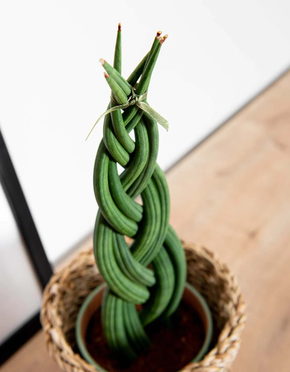 Sansevieria Cylindrica (Örgü Paşa Kılıcı)